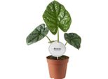 Alocasia Lukiwan A Orecchio Di Elefante - Pianta Da Appartamento - Ø12Cm - Altezza 20Cm - Tropicale E Compatta - Struttura Fogliare Particolare