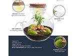 Bonsai In Bottiglia - Ø25Cm ↕26.5Cm - Terrario Vegetale Con Sughero A Led - Kit Fai Da Te Con Bonsai Di Ficus Ginseng, Fittonia E Muschio - Mini Ecosistema Autosufficiente Per Casa O Ufficio