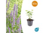 Ortica Asiatica Profumata Agastache 'Blue Fortune' - ↕10-25Cm - Ø9Cm - 60 Piante - Blu Lavanda - Adatta Alle Farfalle - Fioritura Estiva - Cura Facile