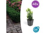 Euonymus Japonicus 'Green Spire' - Arbusto Da Siepe Sempreverde - 48 Piante - ↕10-25Cm - Ø9Cm - Sostituto Compatto Del Bosso - Facile Da Curare E Tollera La Potatura - Per Siepi, Aiuole E Piante Solitarie