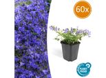 Campanula Poscharskyana 'Stella' - ↕10-25Cm - Ø9Cm - 60 Piante - Fioritura Blu - Coprisuolo E Pianta Ricadente - Sole E Ombra - Facile Da Curare