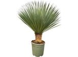 Yucca Rostrata – Pianta Da Appartamento – Altezza Circa 100 Cm – Pianta Esotica Del Deserto Con Corona Blu-Verde – Facile Da Curare, Resistente Alla Siccità E Al Freddo – Per Soggiorno, Terrazza E Giardino