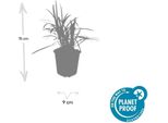 Liriope Muscari 'Moneymaker' - 48 Piante - ↕10-25 Cm - Ø9 Cm - Tappeto Erboso Sempreverde - Fiori Viola - Facile Da Curare - Resistente All'inverno