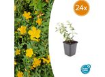 Hypericum Dummeri 'Peter Dummer' - 24 Piante - ↕10-25 Cm - Ø9 Cm - Erba Di San Giovanni Resistente - Fiori Gialli - Copertura Del Terreno - Facile Da Curare