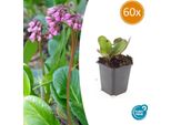 Bergenia - Bergenia Cordifolia 'HerbstblüTe' - ↕10-25Cm - Ø9Cm - 60 Piante - Sempreverde E Resistente