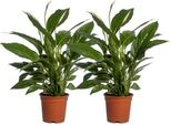 Spathiphyllum Vivaldi - Giglio Della Pace - Pianta D'appartamento - Ø17Cm - Altezza Circa 70Cm - 2 Piante - Eleganti Foglie Verdi E Fiori Bianchi - Purificante Dell'aria E Facile Da Curare
