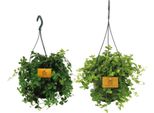 Duo Di Piante Da Appendere - 2 Piante - Ø15Cm - Altezza Circa 25Cm - Piante D'appartamento Rigogliose E Facili Da Curare - Ideale Per Ganci, Piantane E Ambienti Interni