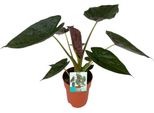 Alocasia Wentii - Orecchio Di Elefante Gigante - Pianta Da Appartamento - Ø19 Cm - Altezza Circa 85 Cm - Pianta Della Giungla Tropicale Con Grandi Foglie A Forma Di Cuore - Purificante Dell'aria E Decorativa