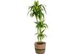 Dracaena Deremensis Hawaiian Sunshine Con Cesto - Altezza 130-150 Cm - Ø 24 Cm - Pianta D'appartamento Tropicale Con Fogliame Bicolore - Facile Da Curare E Purificante Dell'aria Per Il Soggiorno E L'ufficio