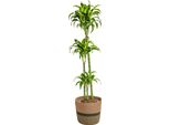 Dracaena Deremensis Dorado Con Cesto - Altezza 120-140 Cm - Ø 24 Cm - Pianta D'appartamento Facile Da Curare E Che Purifica L'aria - Elegante Albero Del Drago Per Soggiorno E Ufficio