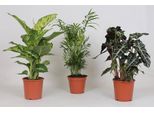 Miscela Di Piante Da Appartamento - 3 Piante - Ø17Cm - Altezza 45-55Cm - Piante Da Appartamento Verdi - Decorazione Di Facile Manutenzione Per Casa E Ufficio