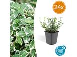 Euonymus Fortunei 'Emerald Gaiety' - Arbusto Ornamentale Sempreverde Con Foglie Argentate - 24 Piante - ↕10-25Cm - Ø9Cm - Facile Da Curare E Resistente - Per Siepi, Aiuole E Come Copertura Del Terreno