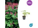 Geranium Macrorrhizum 'Czakor' - 48 Piante - ↕10-25 Cm - Ø9 Cm - Fiori Rosa Intenso - Coprisuolo Resistente Che Richiede Poca Manutenzione - Amante Delle Api