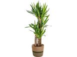 Yucca Elephantipes Con Cesto - Altezza 90-110Cm - Ø21Cm - Pianta D'appartamento Palmata Con Fusto Robusto - Pianta Facile Da Curare E Che Purifica L'aria Per Soggiorno E Ufficio