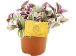 Tradescantia Sweetness - Fiore Triplo - Pianta D'appartamento - Ø10,5 Cm - Altezza Circa 10 Cm - Pianta Ornamentale Compatta E Facile Da Curare - Per Davanzale E Ufficio