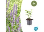 Ortica Profumata Asiatica - Agastache 'Blue Fortune' - ↕10-25Cm - Ø9Cm - 6 Piante - Fiori Blu Lavanda - Adatto Alle Farfalle E Alle Api - Luogo Soleggiato