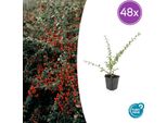 Cotoneaster Suecicus 'Coral Beauty' - Arbusto Resistente A Bassa Crescita - 48 Piante - ↕10-25Cm - Ø9Cm - Con Foglie Verdi Lucide, Fiori Bianchi E Bacche Arancioni - Ideale Come Copertura Del Terreno E Siepe
