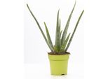 Aloe Vera - Ø12Cm ↕40Cm - Pianta D'appartamento Di Facile Cura Con Foglie Spesse E Verdi - Pianta Purificatrice D'aria Naturale In Un Moderno Vaso Decorativo - Ideale Per Il Soggiorno, Il Bagno O L'ufficio