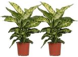 Dieffenbachia Mars - Dieffenbachia - 2 Piante - Pianta D'appartamento - Ø17Cm - ↕50Cm - Verde Tropicale Con Foglie A Fantasia - Facile Da Curare Per Il Soggiorno Ufficio