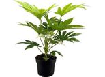 Aralia Da Interno Fatsia Japonica Spider Web - Pianta Da Appartamento - Ø17Cm - Altezza Circa 50Cm - Fogliame Esotico E Decorativo