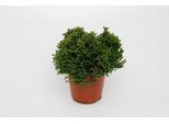 Cactus A Giunco - Hatiora Salicornioides - Ø12Cm - Altezza Circa 15Cm - Pianta D'appartamento Esotica Dalla Struttura Bizzarra - Facile Da Curare E Decorativa - Per Ambienti Luminosi E Spazi Moderni