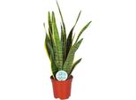 Canapa A Fiocco - Sansevieria Trifasciata Laurentii - Lingua Di Suocera - Ø17Cm - Altezza Circa 60Cm - Pianta D'appartamento Facile Da Curare E Che Depura L'aria