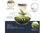 Giardino In Bottiglia Con Tappo A Led - Ø25Cm ↕26.5Cm - Terrario Fai Da Te Con Calathea E Fittonia - Mini Ecosistema Autosufficiente In Un Vaso - Idea Regalo Per Gli Amanti Della Natura E Della Decorazione
