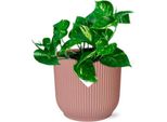 Edera - Epipremnum Pinnatum Aureum - Pianta D'appartamento Di Facile Cura Con Viticci Decorativi - Vaso Incluso Vibes Fold 14Cm Rosa - Purificante Dell'aria E Decorativa