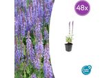 Salvia Nemorosa 'Caradonna' - 48 Piante - ↕10-25 Cm - Ø9 Cm - Fiori Viola Intenso - Perenne Amica Delle Api - Facile Da Curare E Tollerante Alla Siccità