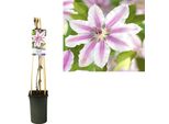 Clematis 'Nelly Moser' - Pianta Rampicante Con Fiori Rosa Bicolore E Striscia Centrale Viola - Perenne E Resistente Fino A -20°C - Ideale Per Giardini, Pergole E Sostegni Rampicanti - Etichetta Leggera