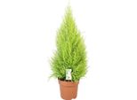 Cupressus Goldcrest 'Wilma' - Cedro - Pianta Da Appartamento E Da Giardino - Vaso Da 21 Cm - Altezza 90 Cm Circa - Sempreverde Facile Da Curare Con Profumo Di Limone - Per Interni Ed Esterni Protetti