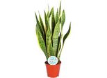 Canapa A Fiocco - Sansevieria Trifasciata Laurentii - Pianta D'appartamento - Ø14Cm - Altezza Circa 50Cm - Depurativa Dell'aria Ed Estremamente Facile Da Curare