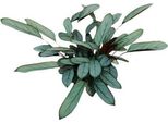 Bamburanta Ctenanthe Oppenheimiana - 70 Cm Di Altezza - Ø17 Cm - Pianta D'appartamento Tropicale Con Foglie A Motivi - Purificante E Decorativa - Facile Da Curare Per Soggiorno, Ufficio E Interni