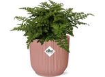 Felce Da Nido Asplenium Parvati - Pianta Da Appartamento Con Vaso Decorativo Vibes Fold Pink Ø14Cm - Felce Tropicale Con Fronde Decorative - Facile Da Curare E Purificante Dell'aria - Per Il Soggiorno E L'ufficio