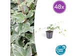 Hedera Helix 'Glacier' - Edera Colorata - 48 Piante - ↕10-25Cm - Ø9Cm - Rampicante E Coprisuolo Sempreverde - Facile Da Curare E Tollera Le Potature - Per Giardini, Siepi E Aree Verdi