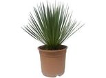 Yucca Rostrata Giglio Di Palma - Pianta Da Appartamento 60Cm - Ø24Cm - Robusta, Resistente - Foglie Strette Di Colore Blu Argentato - Facile Da Curare E Tollerante Alla Siccità