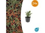 Cotoneaster Horizontalis - 24 Piante - ↕10-25 Cm - Ø9 Cm - Arbusto Ornamentale Resistente - Bacche Rosse - Facile Da Curare E Adatto Agli Uccelli