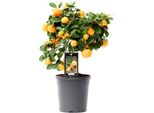 Arancio - Citrus Calamondin - Arancio Calamondin - Pianta Da Appartamento Ø15Cm - Alta Circa 40Cm - Fiori Profumati E Frutti Decorativi - Pianta Mediterranea Per Casa, Balcone E Terrazza