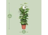 Pianta Di Edera Epipremnum Scindapsus Pinnatum - Edera Dorata Su Bastoncino Di Muschio - Ø19Cm - ↕80Cm - Pianta D'appartamento Che Purifica L'aria Con Foglie A Forma Di Cuore - Facile Da Curare E Decorativa - Per Soggiorno E Ufficio