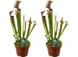 Pianta Tubolare Judith Hindle - 2 Piante - Sarracenia - Ø12Cm - Altezza Circa 30Cm - Pianta Carnivora Con Tubi Colorati - Esotica, Facile Da Curare E Adatta Agli Insetti
