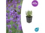 Lavanda Lavandula Angustifolia 'Munstead' - 48 Piante - ↕10-25 Cm - Ø9 Cm - Lavanda Compatta - Resistente E Facile Da Curare - Amante Delle Api - Stile Mediterraneo