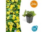 Waldsteinia Ternata - 24 Piante - ↕10-25Cm - Ø9Cm - Pianta Tappezzante - Fiori Gialli - Sole E Ombra Parziale - Cura Facile - Giardino E Bordure