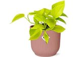 Edera Epipremnum Pinnatum Golden Pothos - Pianta Da Appartamento In Vaso Decorativo Vibes Fold 14Cm Rosa - Pianta Rampicante Di Facile Cura Con Proprietà Depurative Dell'aria