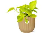 Edera Epipremnum Pinnatum Golden Pothos - Pianta Da Appartamento In Vaso Decorativo Vibes Fold 14Cm Giallo - Pianta Rampicante E Ricadente Di Facile Cura Con Proprietà Depurative Dell'aria