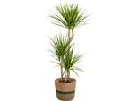Dracaena Marginata Verde Con Cesto - Altezza 110-130Cm - Ø21Cm - Elegante Pianta D'appartamento Con Foglie Strette E Verdi - Facile Da Curare E Purificante Dell'aria Per Soggiorno E Ufficio
