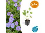 Geranium Rozanne - Coprisuolo Fiorito - 24 Piante - ↕10-25Cm - Ø9Cm - Fioritura Duratura Da Maggio All'autunno - Facile Da Curare E Resistente - Per Aiuole, Bordure E Contenitori