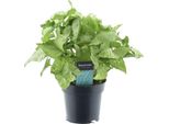 Syngonium White Butterfly 'Feel Green' - Pianta Da Appartamento - Ø14Cm - ↕35Cm - Pianta Rampicante Di Facile Cura Con Foglie Verde Chiaro - Per Soggiorno, Ufficio E Scaffale