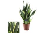 Sansevieria Futura Superba - Canapa A Fiocco - Ø14Cm - ↕45Cm - Pianta D'appartamento Di Facile Manutenzione Con Fogliame Giallo-Verde - Purificante Dell'aria - Ideale Per Camera Da Letto, Ufficio E Soggiorno