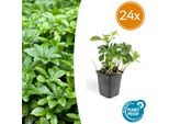 Pachysandra Terminalis 'Green Carpet' - 24 Piante - Coprisuolo Sempreverde - Tollerante All'ombra - Facile Da Curare - Ø9Cm - ↕10-25Cm