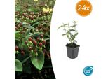 Hypericum Inodorum 'Rheingold' - 24 Piante - ↕10-25Cm - Ø9Cm - Arbusto Ornamentale Con Fogliame Giallo Oro E Fiori Gialli - Resistente E Facile Da Curare - Per Aiuole, Vasi E Come Copertura Del Terreno